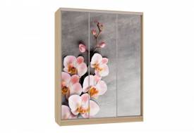 Шкаф-купе Бассо 7-600 78 дуб сонома